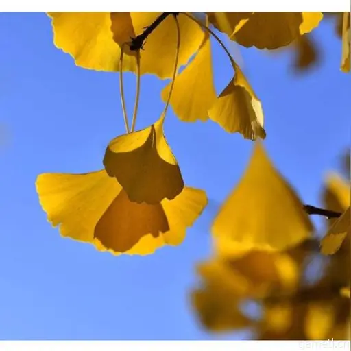 《Minecraft金胡萝卜合成攻略:快速获取方法揭秘》 《Minecraft金胡萝卜合成攻略:快速获取方法揭秘》